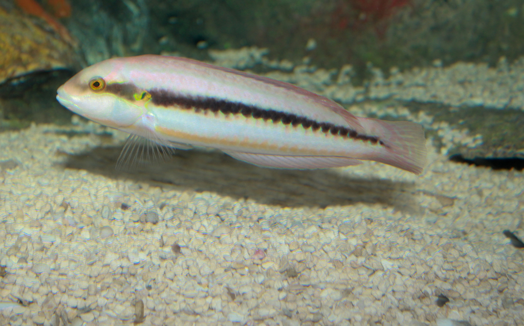 Slippery Dick reference
