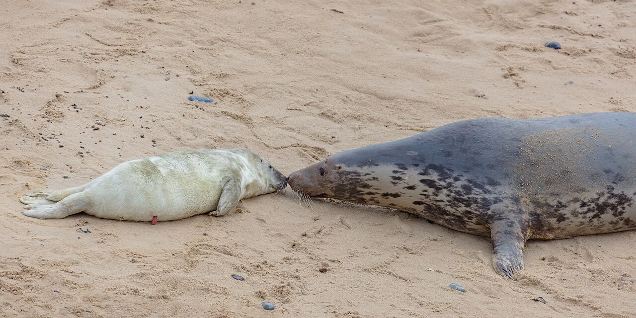 Grey Seal reference