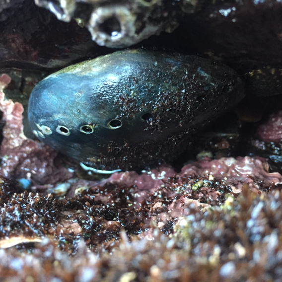 Black Abalone reference