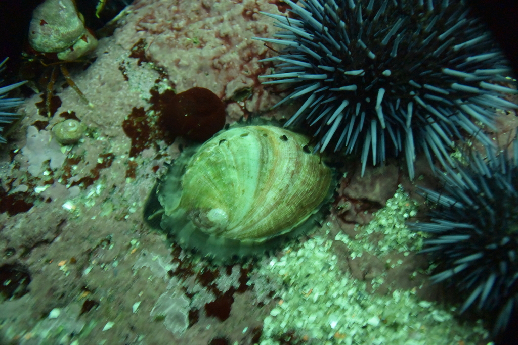 Red Abalone reference