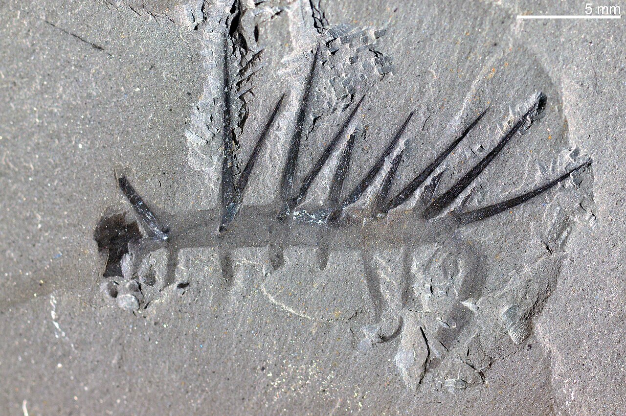 Hallucigenia sparsa reference