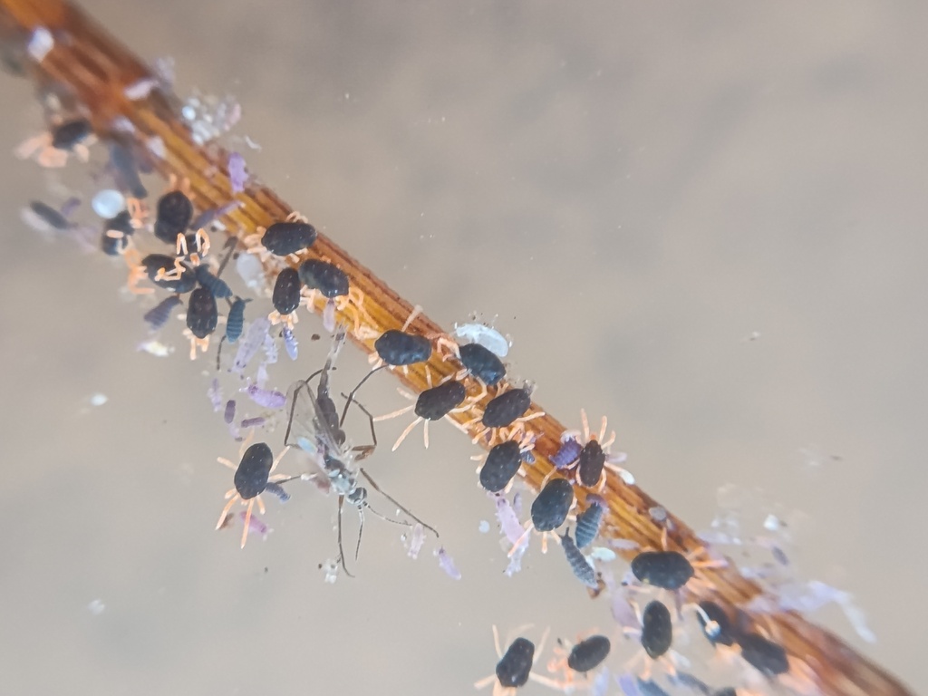 Redlegged Earth Mite reference