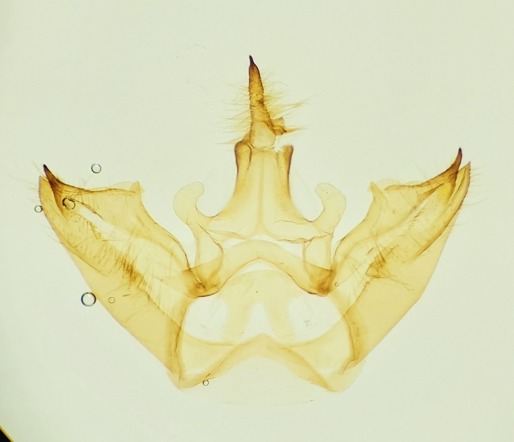 Banded Tussock Moth reference