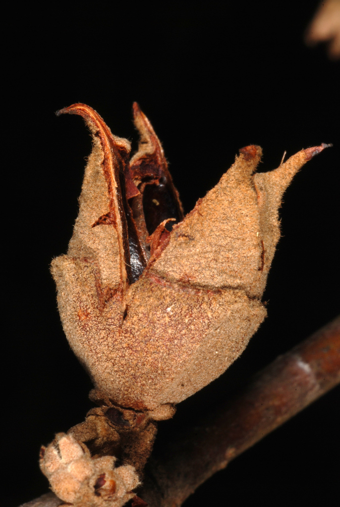 american witch-hazel reference