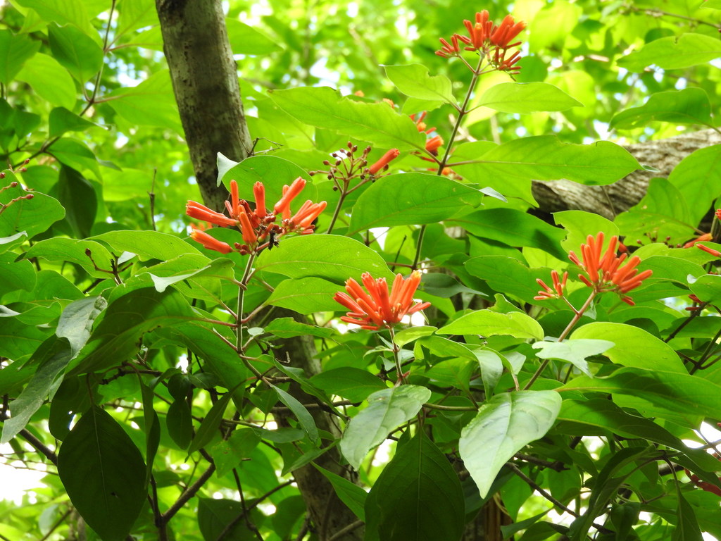 Firebush reference