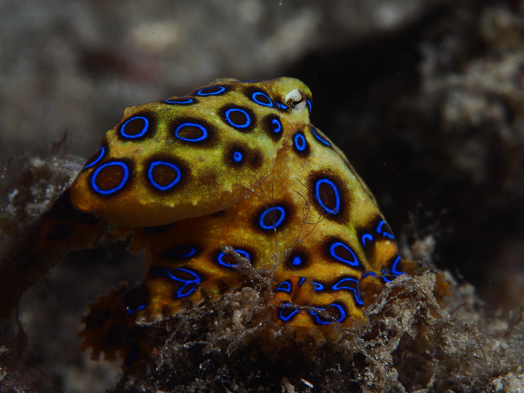 Greater Blue-ringed Octopus reference