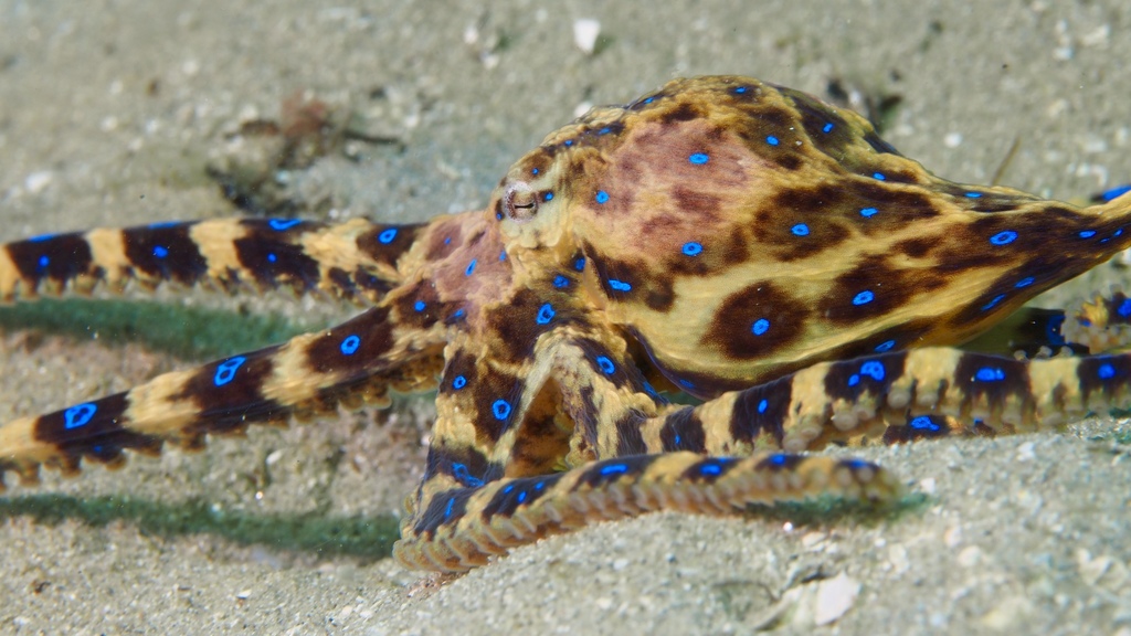 Blue-ringed Octopus reference