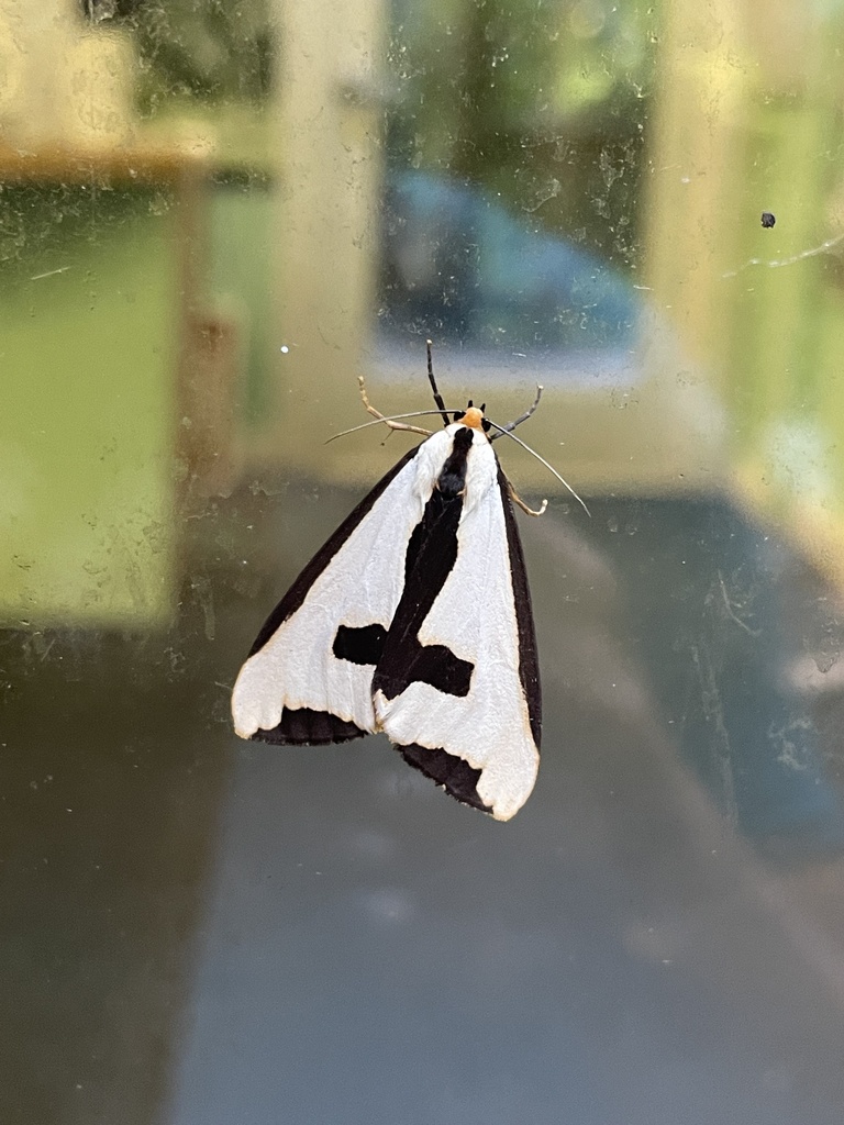 Clymene Moth reference