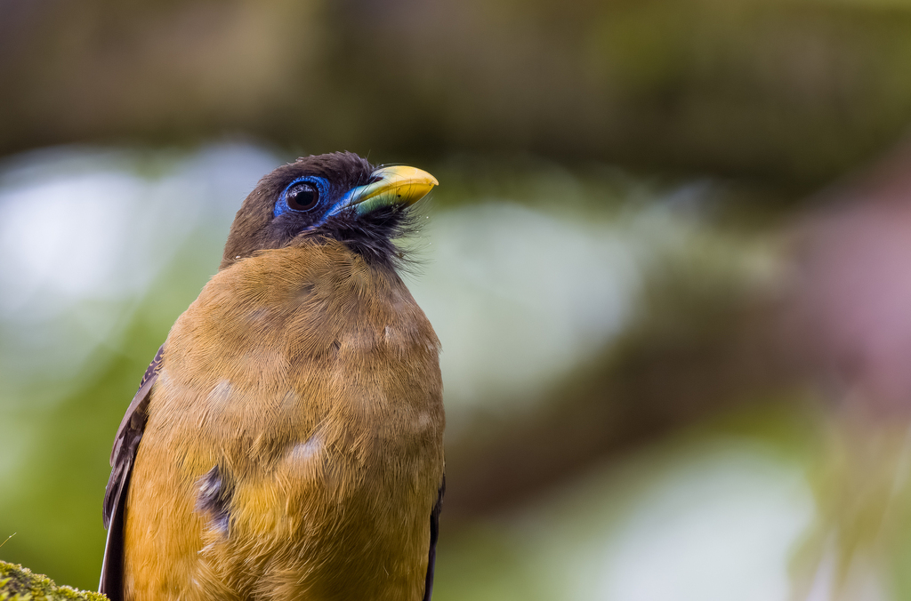 Philippine Trogon reference