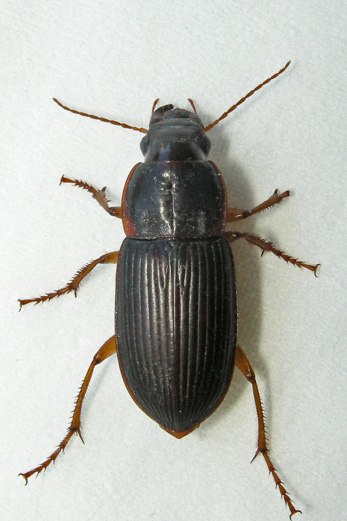 Pennsylvania Dingy Ground Beetle reference