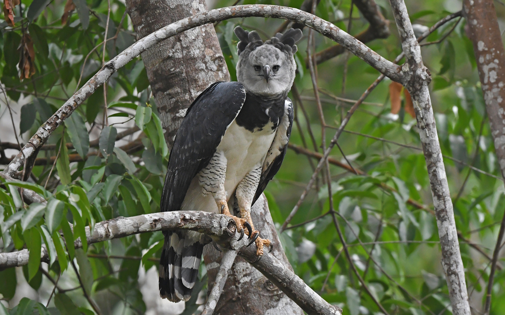 Harpy Eagle reference