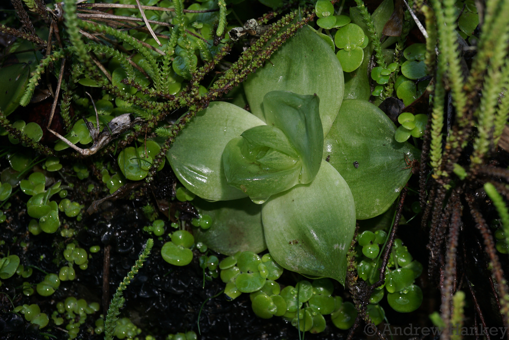Haworthia cymbiformis reference