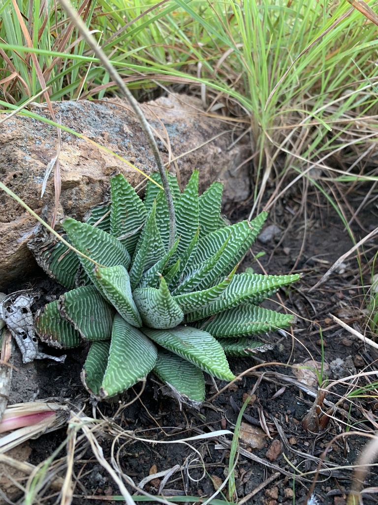 Swati Haworthia reference