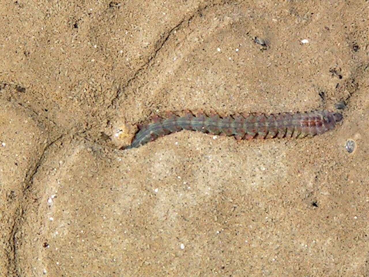 Estuary Ragworm reference