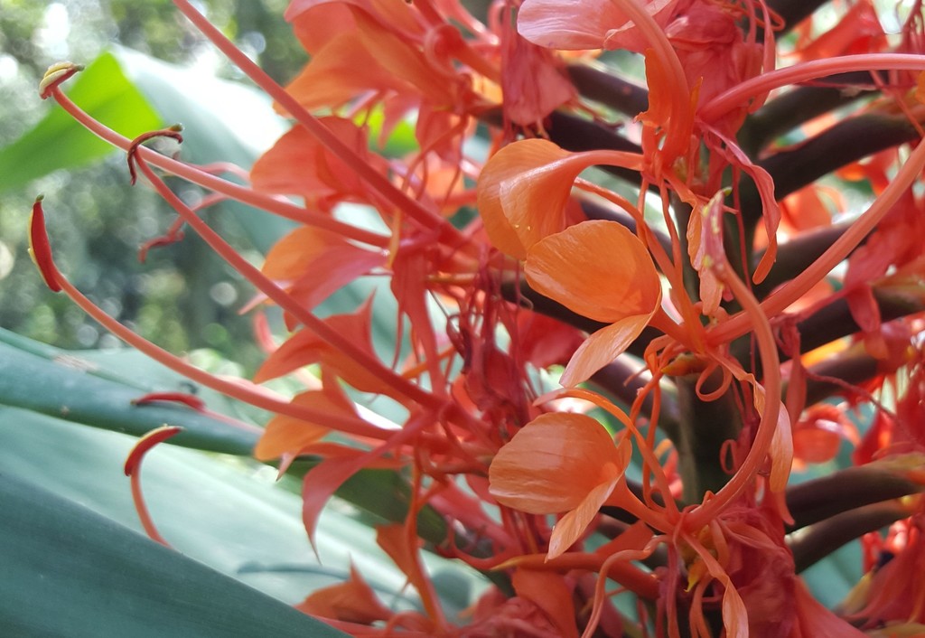 Orange Ginger Lily reference