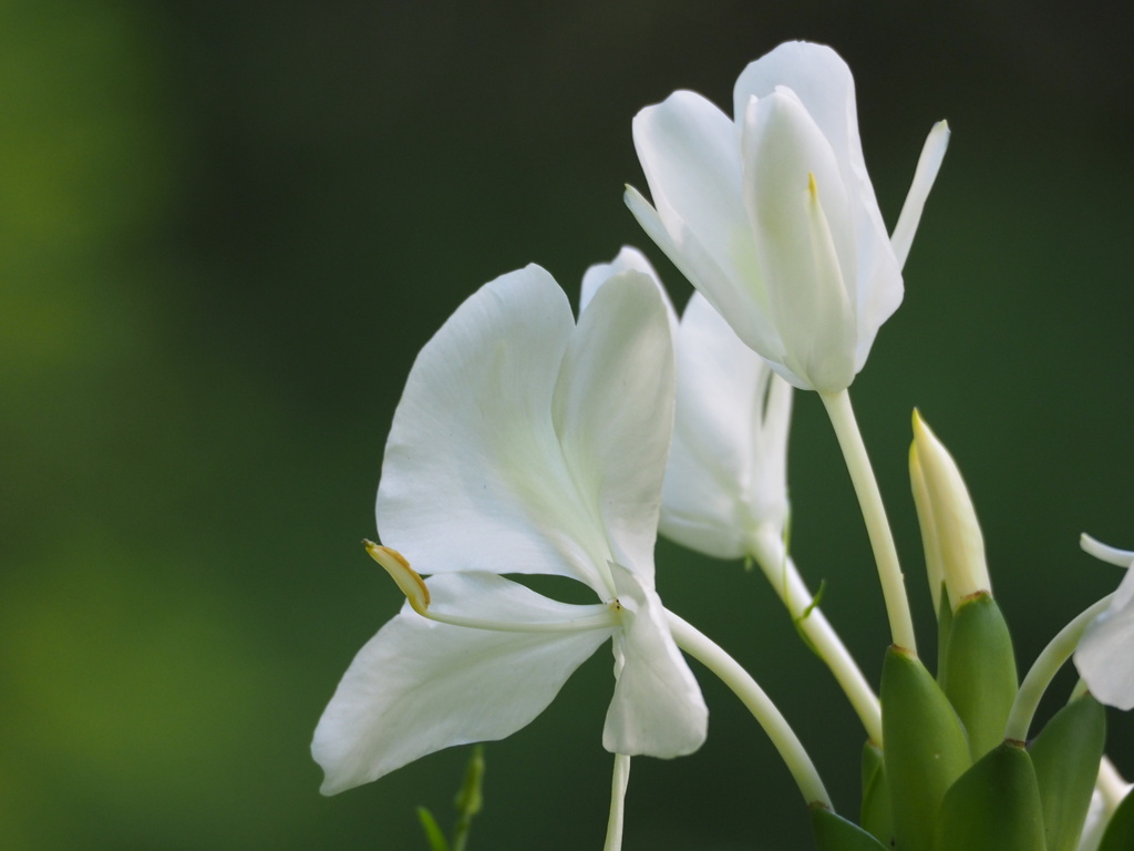 Butterfly ginger lily reference