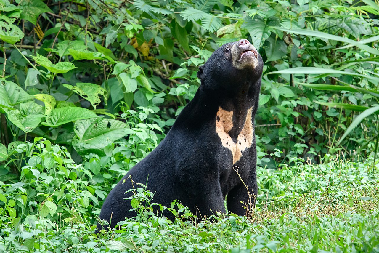 Sun Bear reference