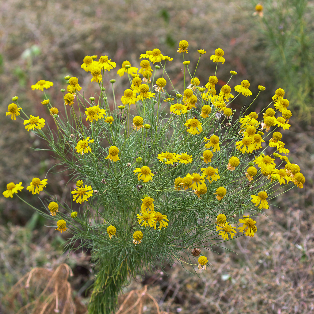 Bitterweed reference