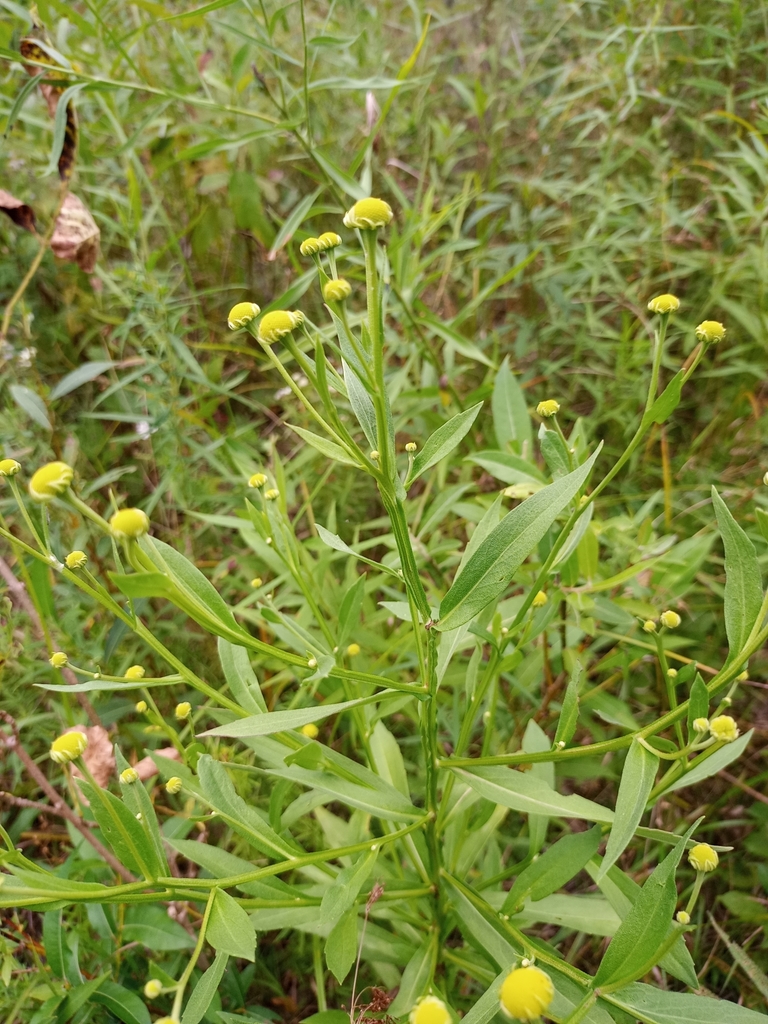 common sneezeweed reference