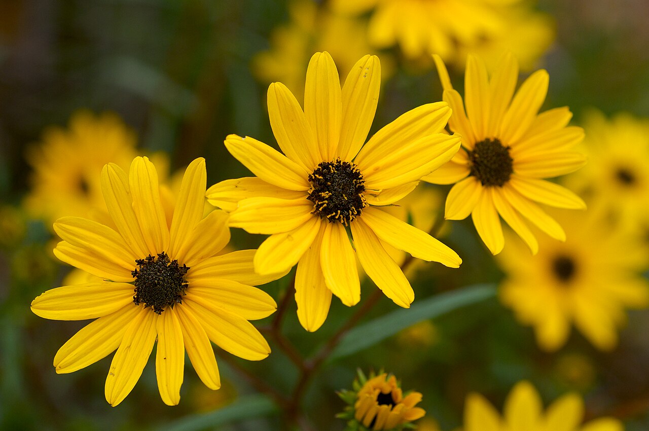 Narrowleaf Sunflower reference