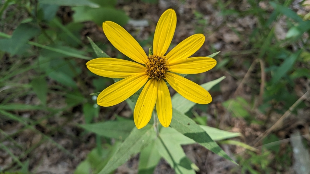 stiff-hair sunflower reference
