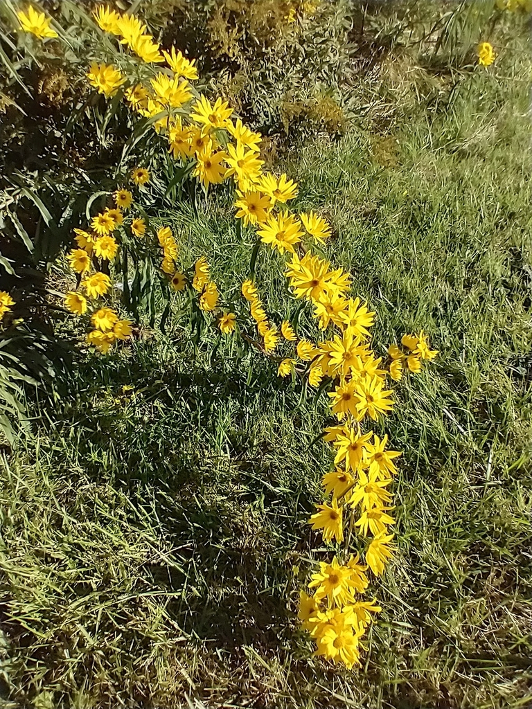Maximilian sunflower reference