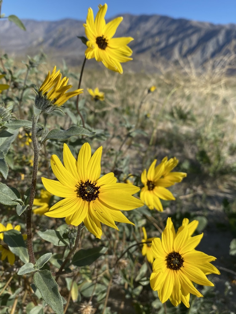 prairie sunflower reference