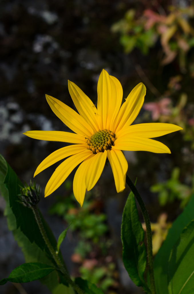 Jerusalem artichoke reference
