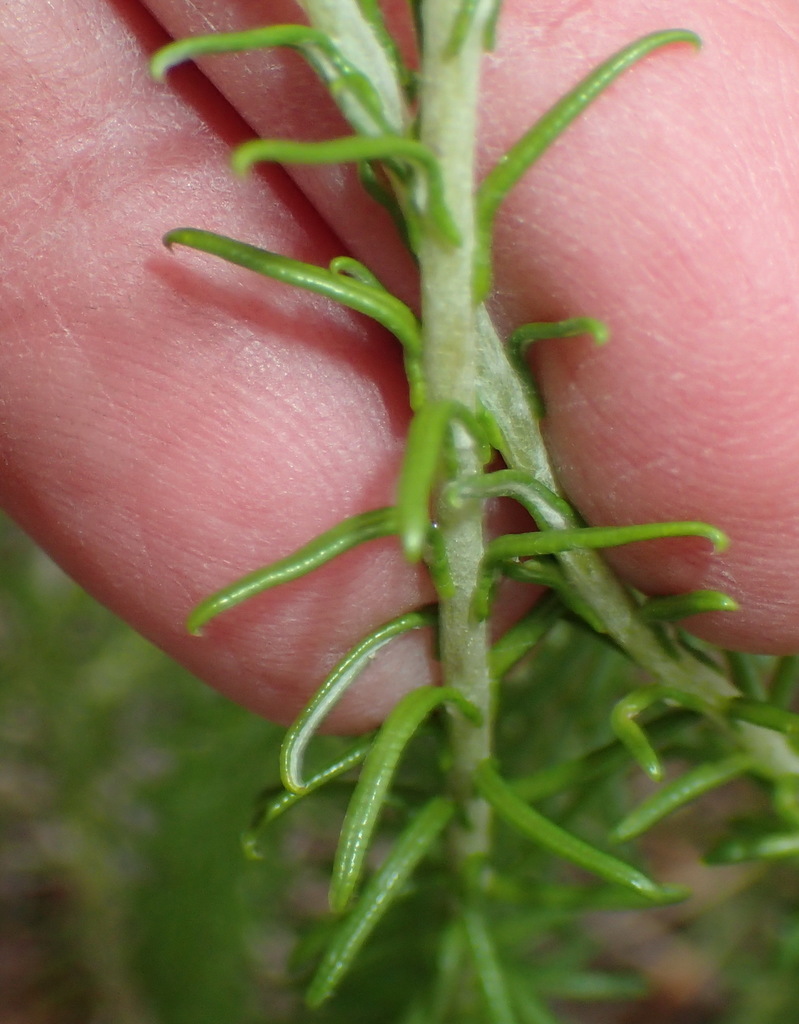 Needle Everlasting reference