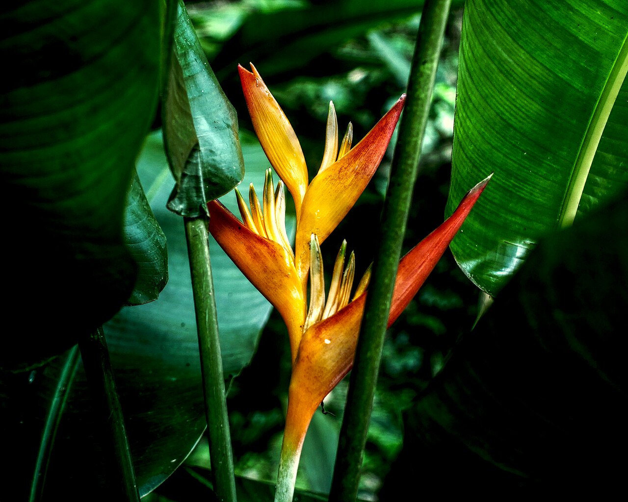 heliconia psittacorum reference