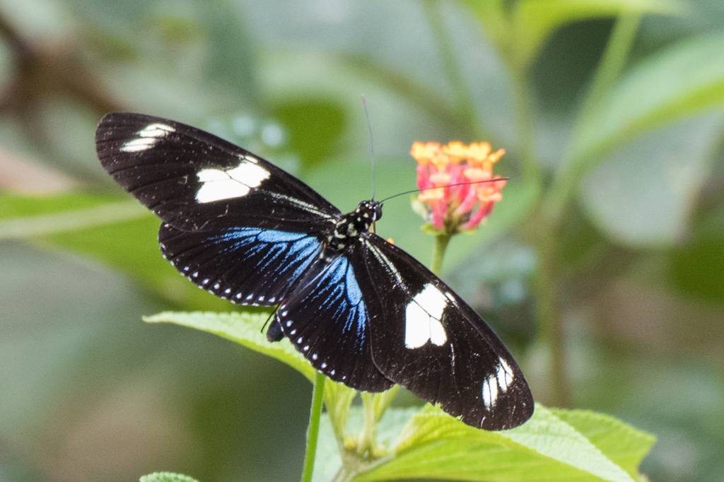 Doris Longwing reference
