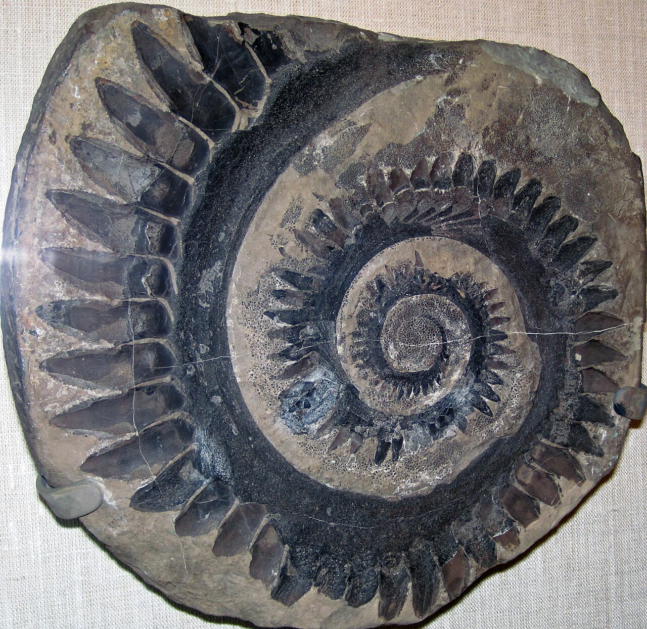 Helicoprion bessonowi reference