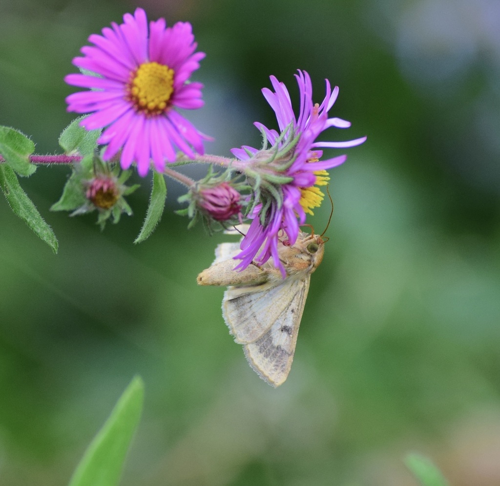 Corn Earworm Moth reference