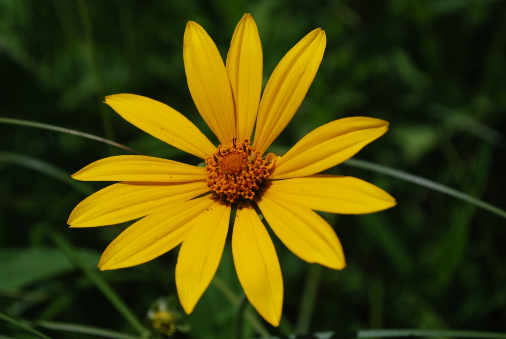 false sunflower reference