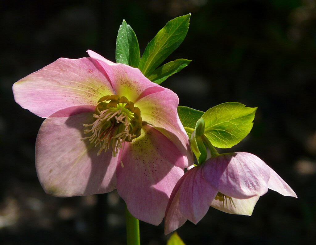 Lenten-rose reference