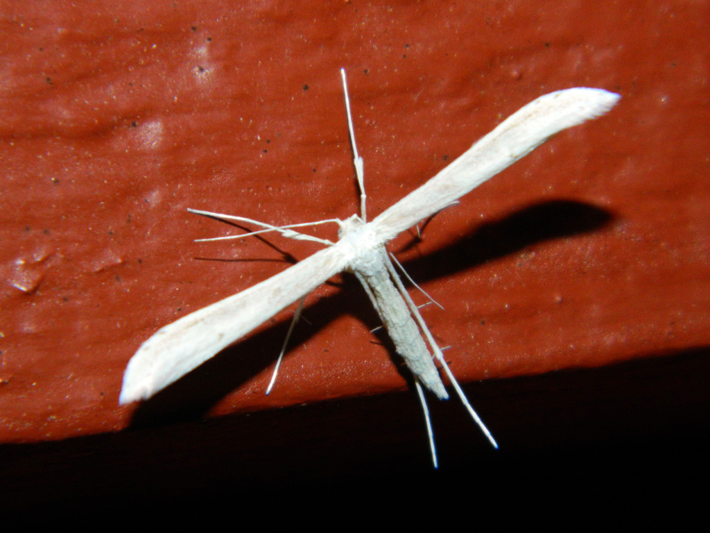 Plain Plume Moth reference