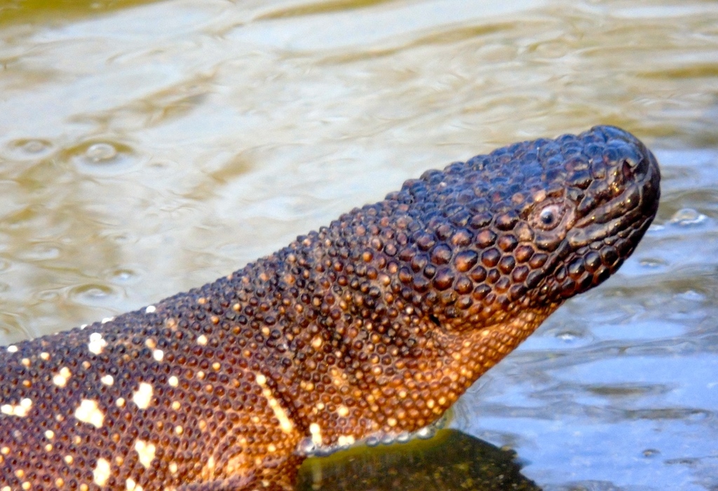 Beaded Lizard reference