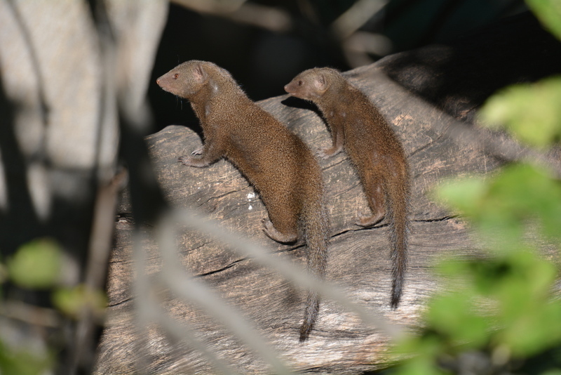 Common Dwarf Mongoose reference
