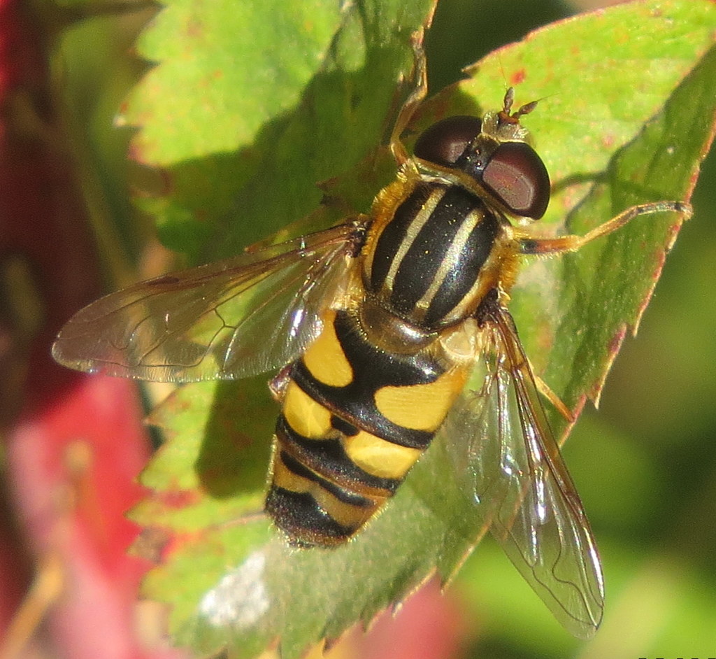 Narrow-headed Marsh Fly reference