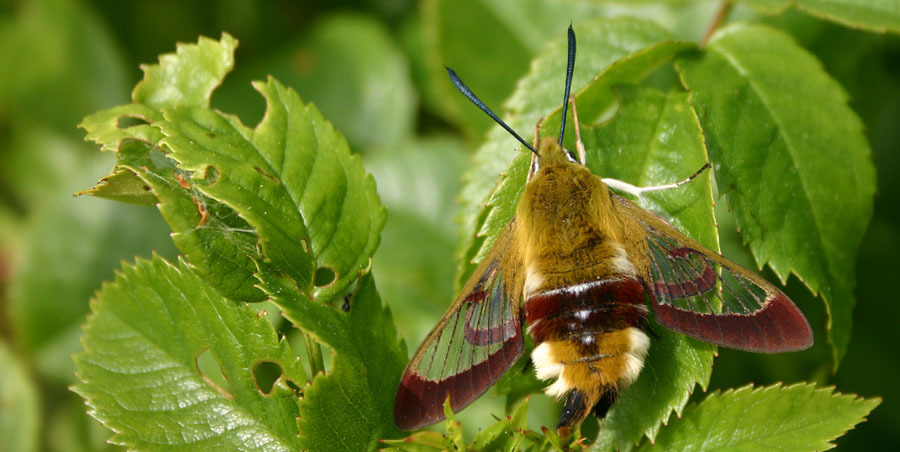 Broad-bordered Bee Hawkmoth reference