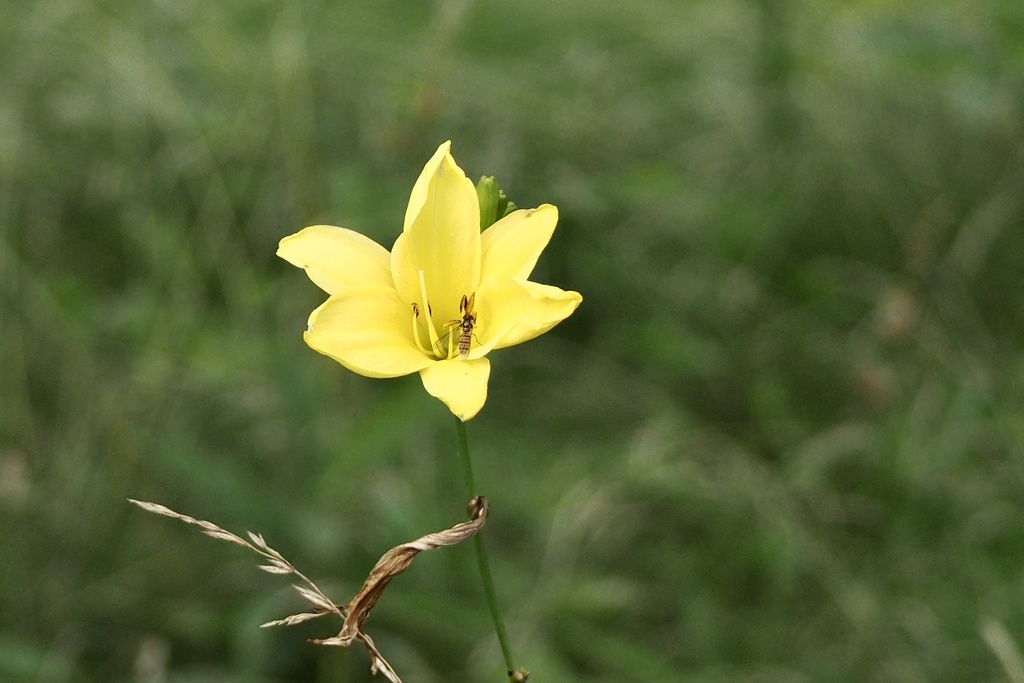 Citron Day-lily reference