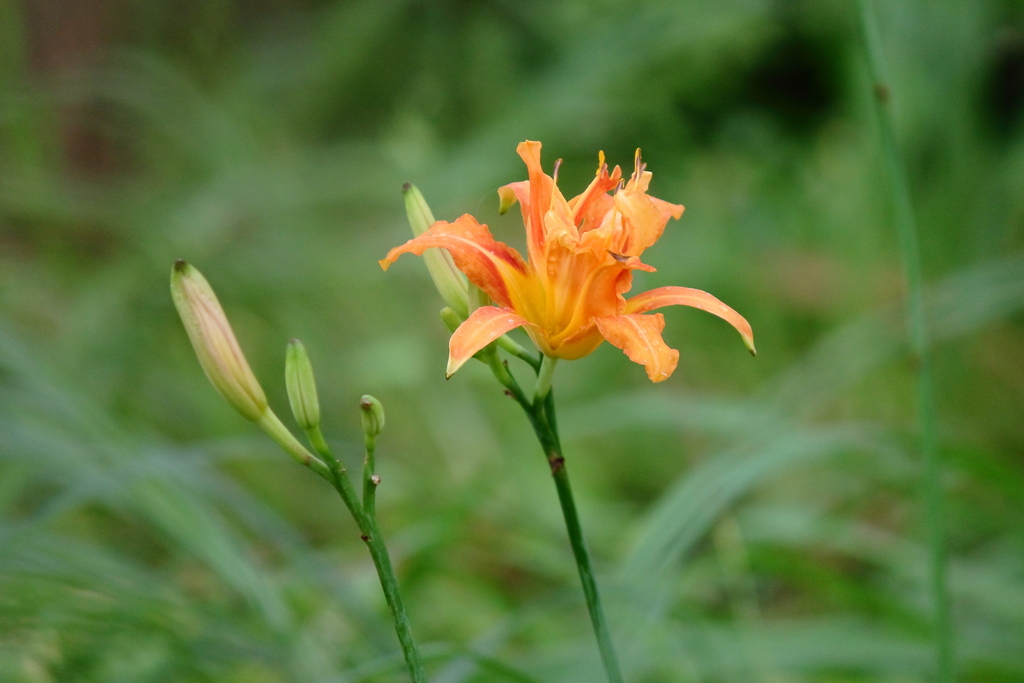 orange day-lily reference