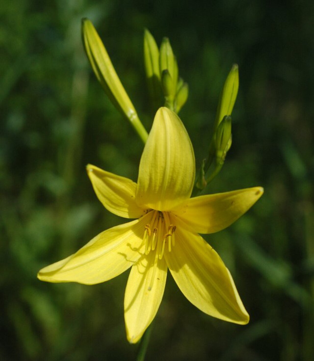 Hemerocallis lilioasphodelus reference