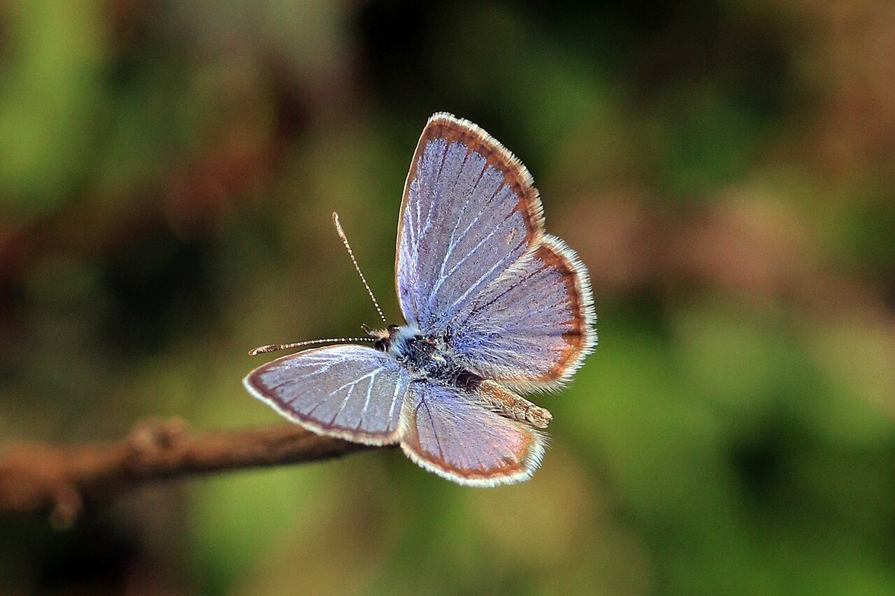 Hanno Blue reference