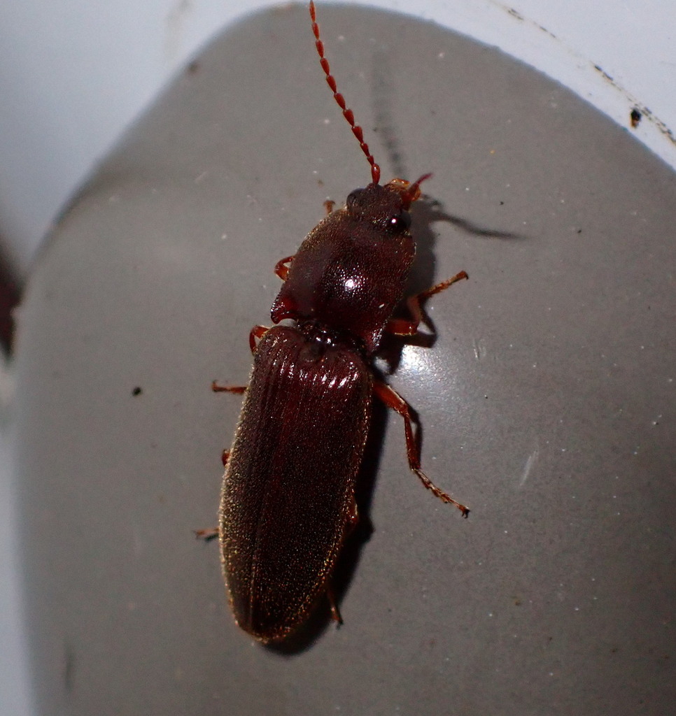 Prosternine Click Beetle reference