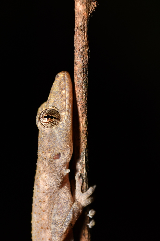 Slender Forest Gecko reference