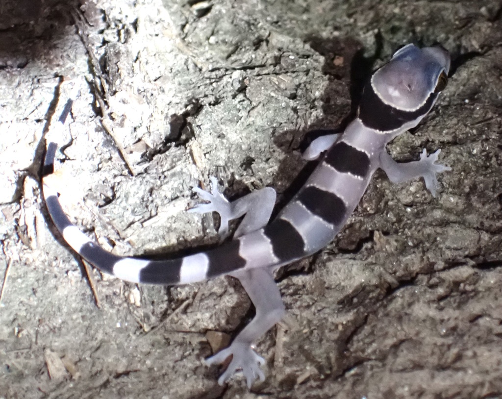 Banded Leaf-toed Gecko reference