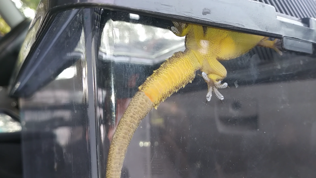 Indo-Pacific House Gecko reference
