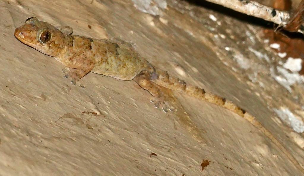 Hemidactylus mabouia reference
