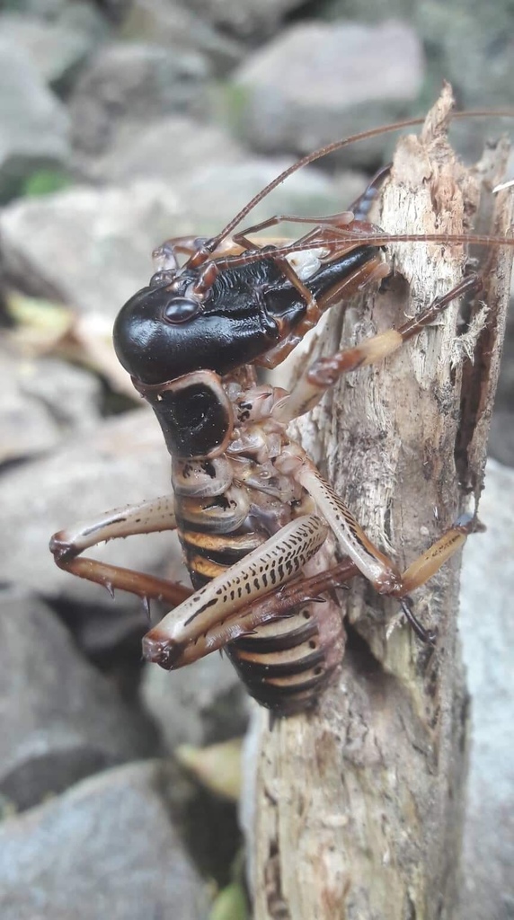 Wellington Tree Weta reference